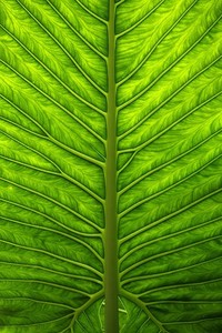 美国田径运动员再次蝉联冠军